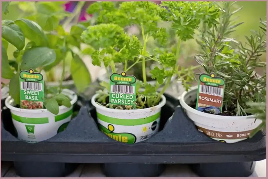 herbs growing in pots - creative self care ideas for empty nesters